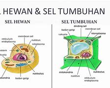 Gambar Sel Sel Hewan Dan Tumbuhan