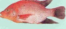 Ikan Mujair Merah