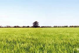 Sawah 1 Bau Berapa Meter